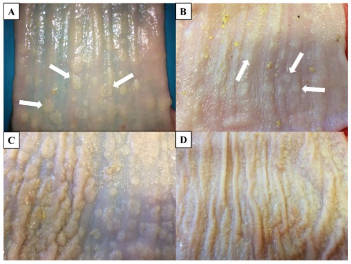 Figure 13