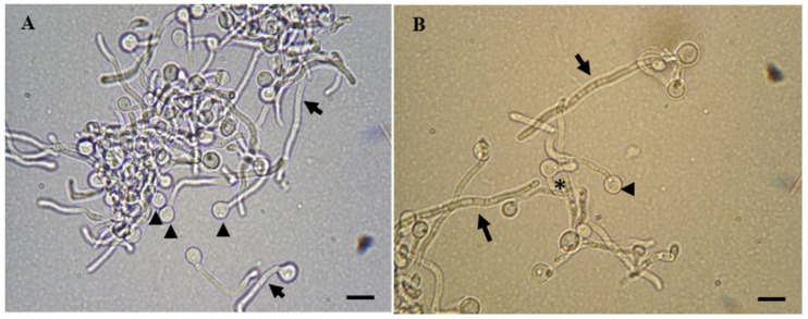 Figure 15