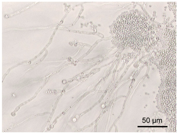 Figure 16