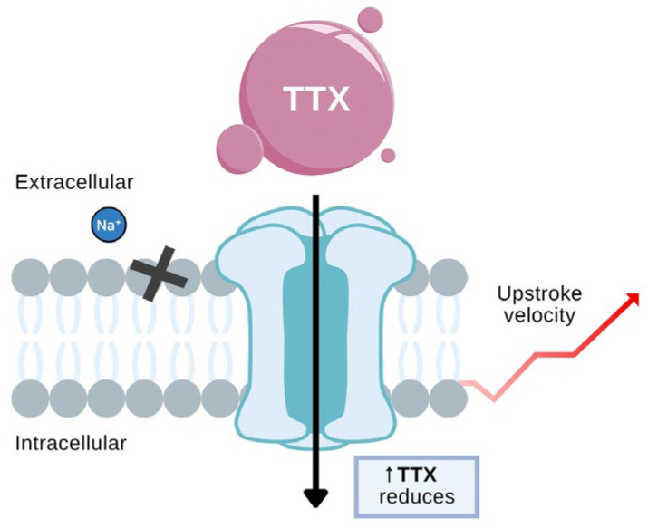 Figure 13