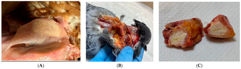 Figure 7