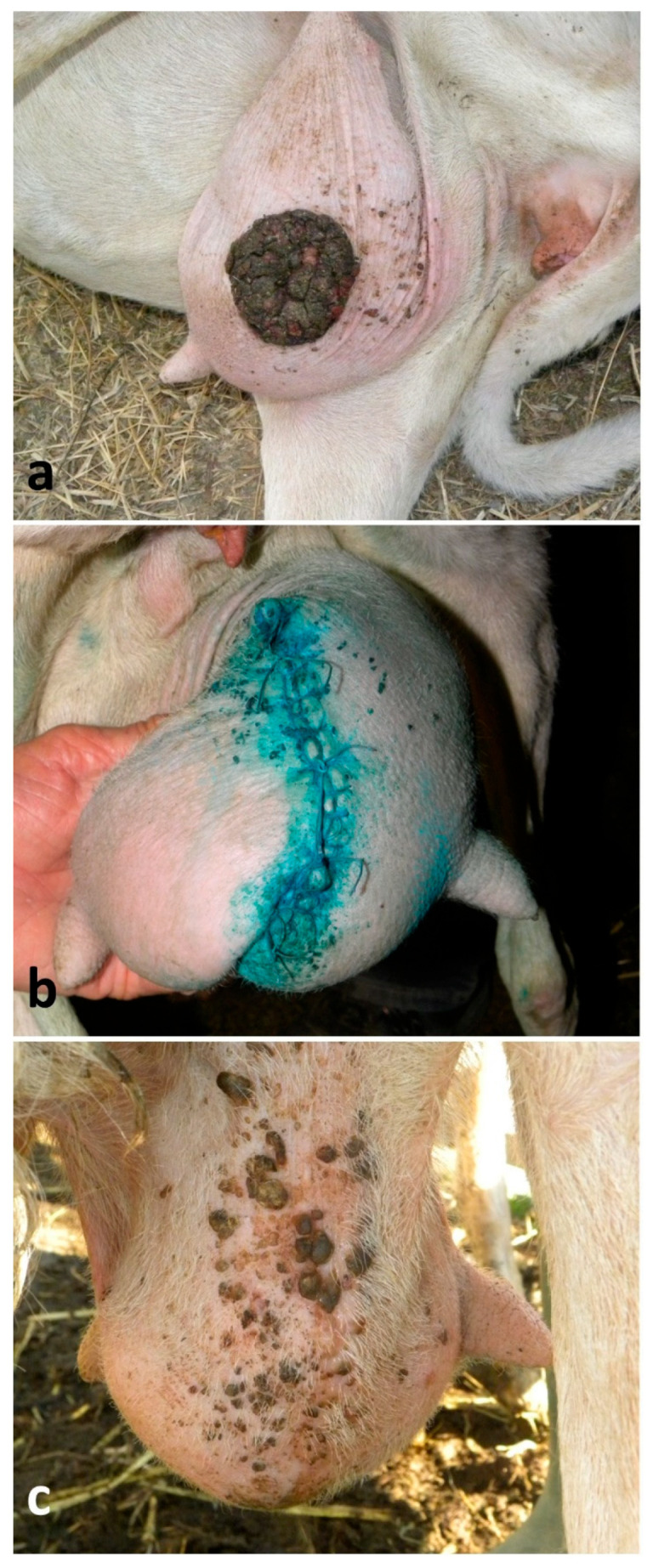 Figure 7