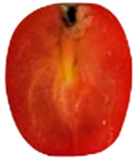 Figure 13