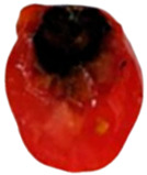 Figure 14