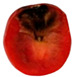 Figure 20