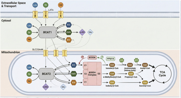 FIGURE 2