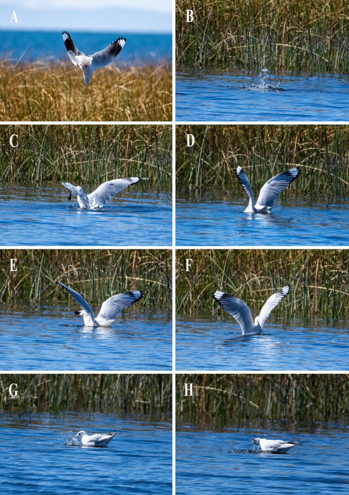 FIGURE 2