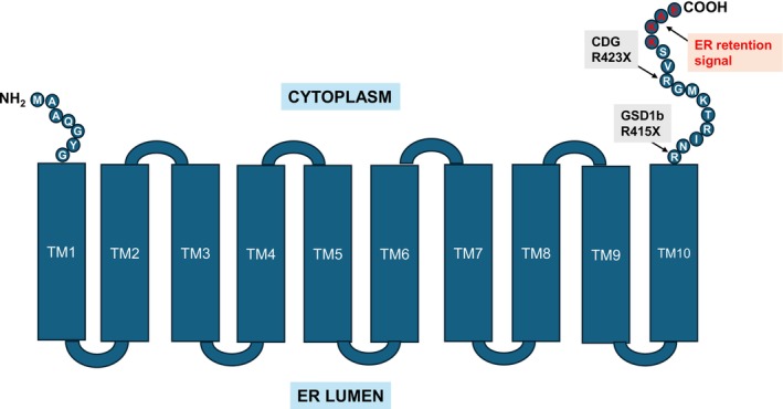 FIGURE 2