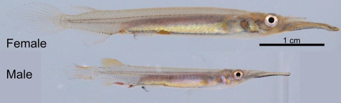 FIGURE 1