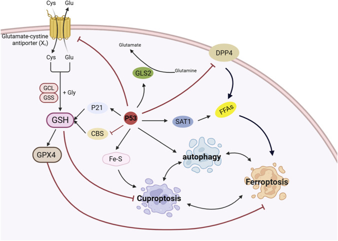 FIGURE 4