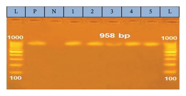 FIGURE 5
