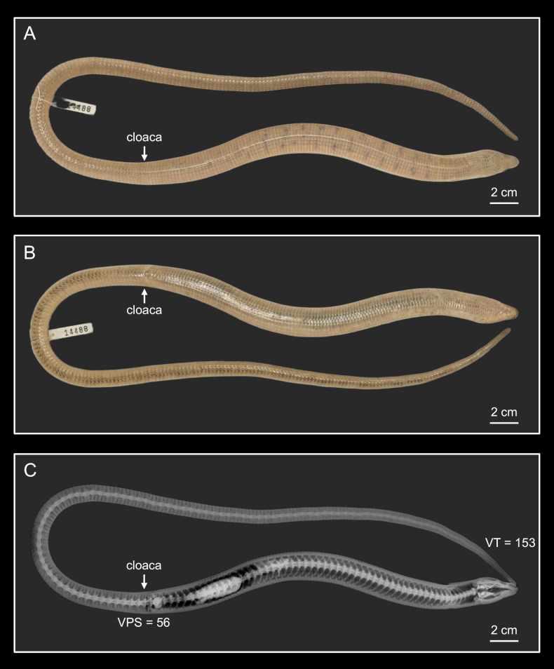 Figure 5