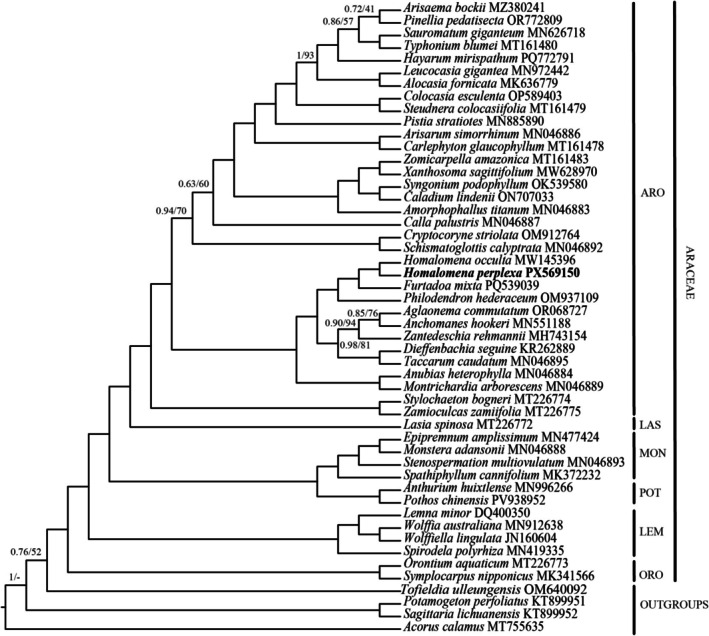 FIGURE 6