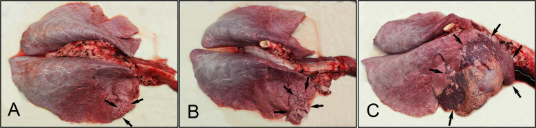 Figure 12