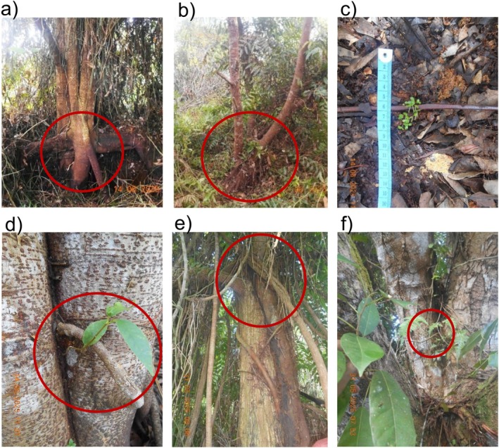 FIGURE 1