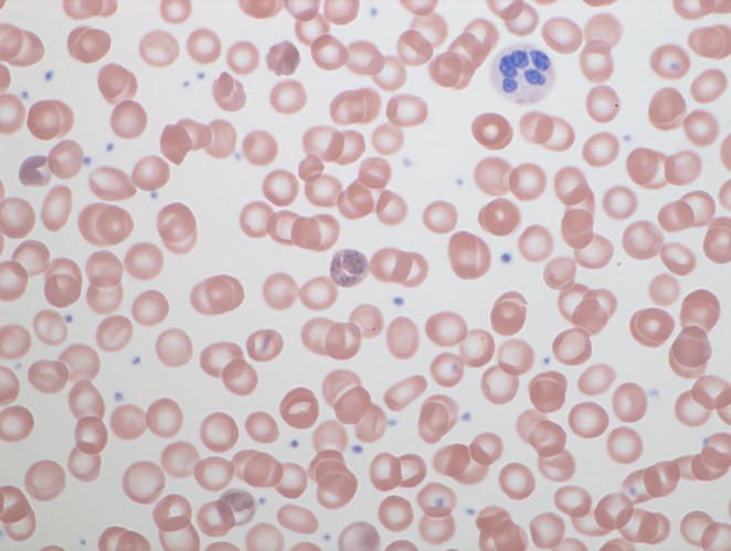 FIGURE 1