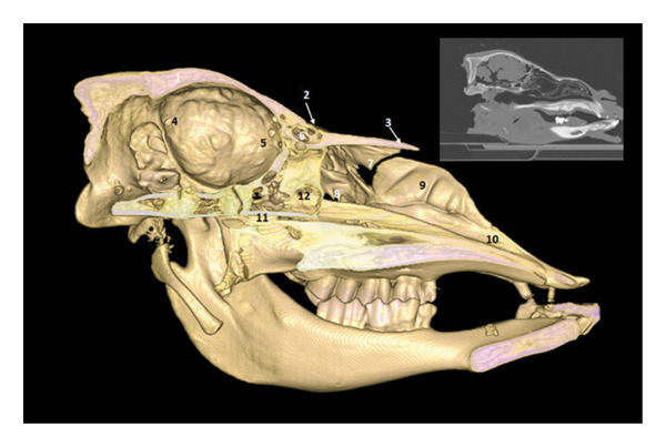 FIGURE 10