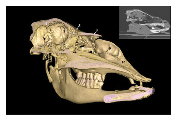 FIGURE 11