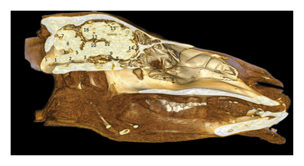 FIGURE 12