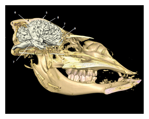 FIGURE 15