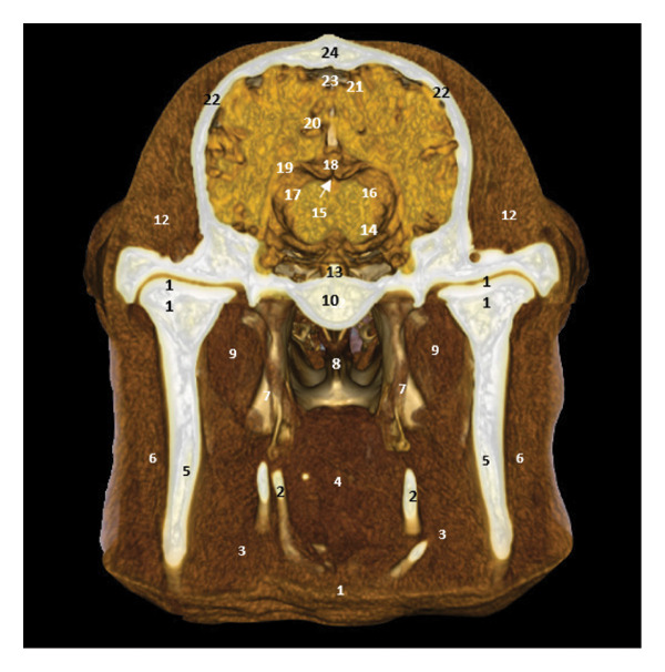 FIGURE 20