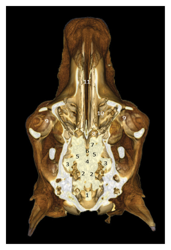FIGURE 21
