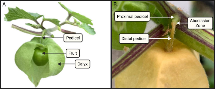 Figure 2