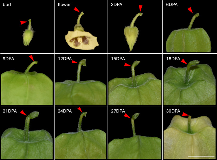 Figure 3