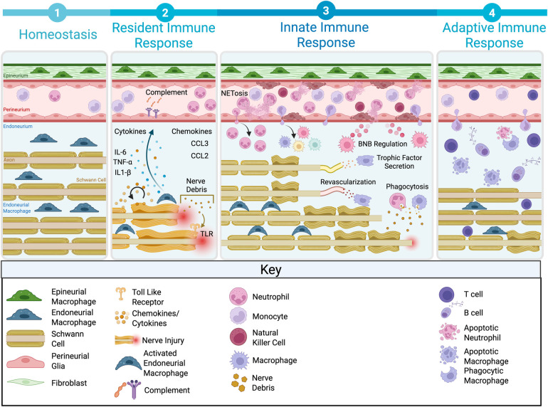 Figure 2