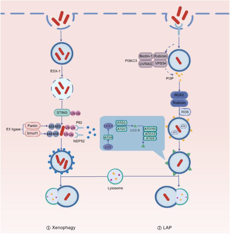 Figure 4