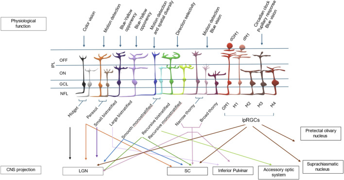 FIGURE 2