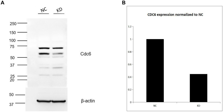 Figure 6