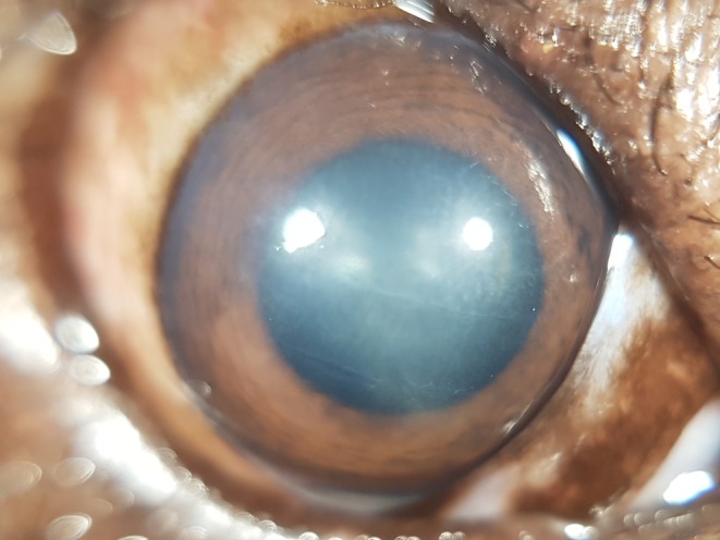 FIGURE 3