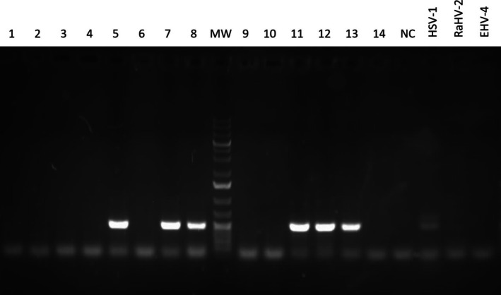 FIGURE 1