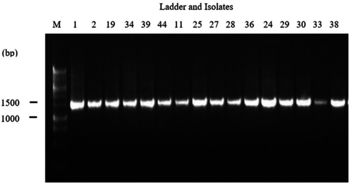 FIGURE 1