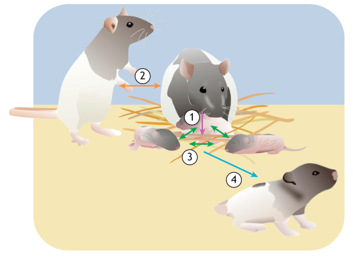 Fig. 2