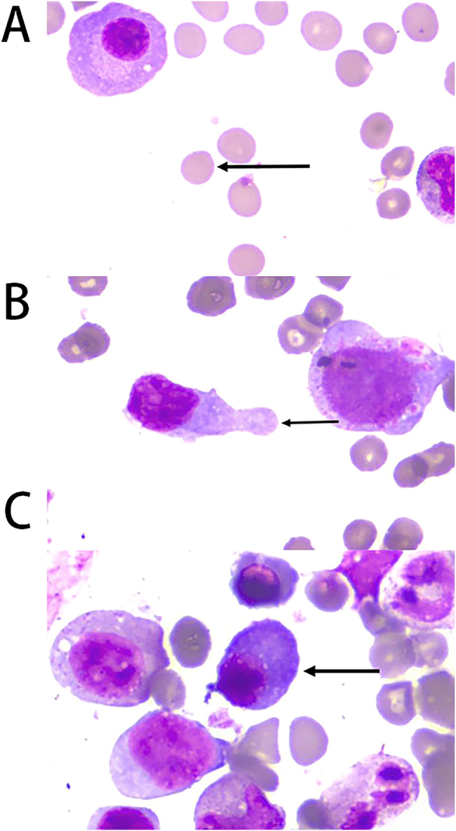 Figure 4