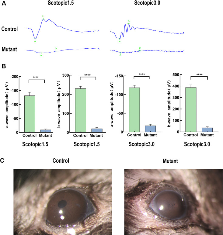 Fig 6