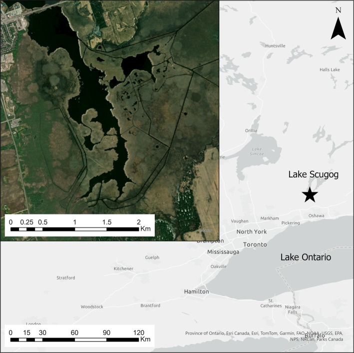FIGURE 1