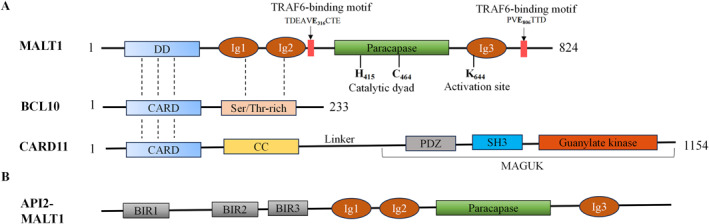 FIGURE 1