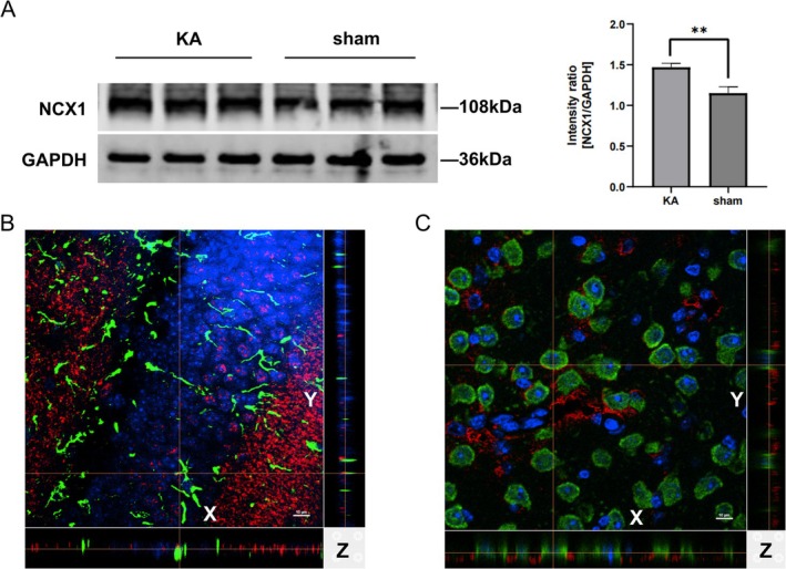 FIGURE 3