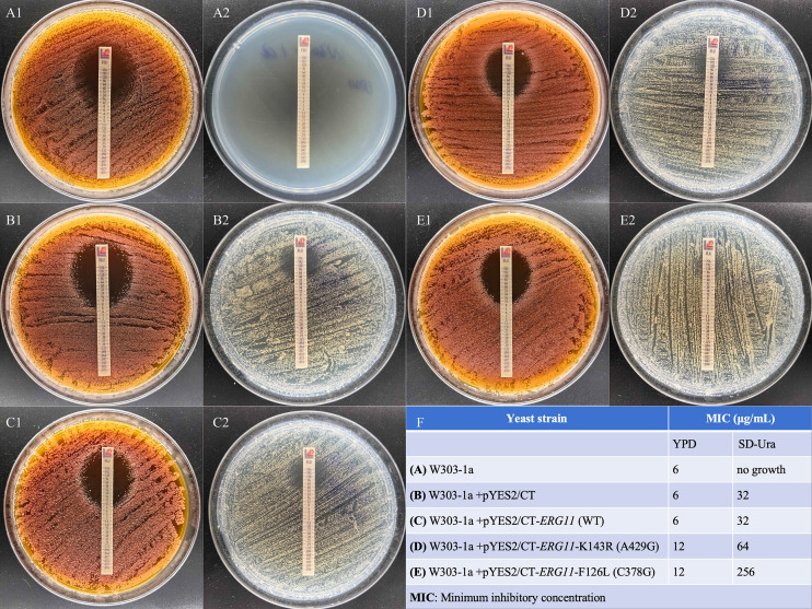 Figure 4