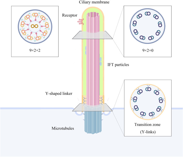 Figure 1