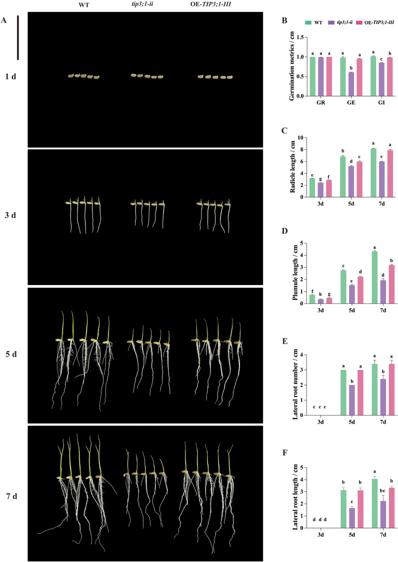 Figure 3