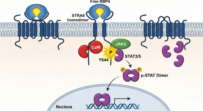 Figure 2
