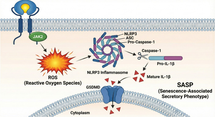 Figure 3