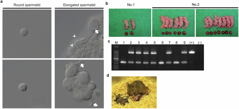 Figure 5