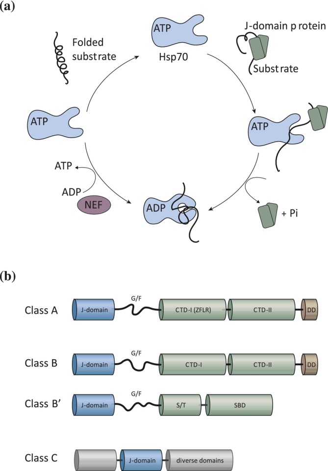 FIGURE 1