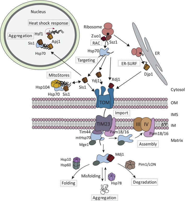FIGURE 3