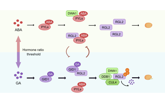 Figure 13